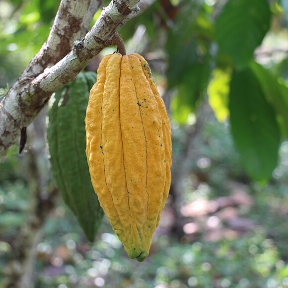 Kakaofrucht