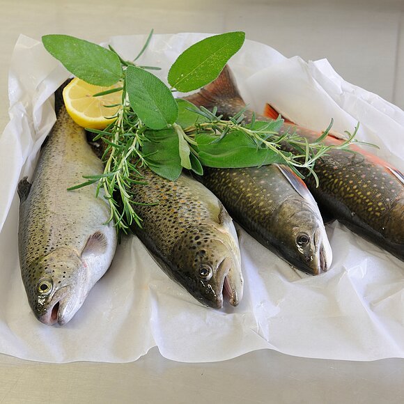 Fische Forellenzucht Schmidtner