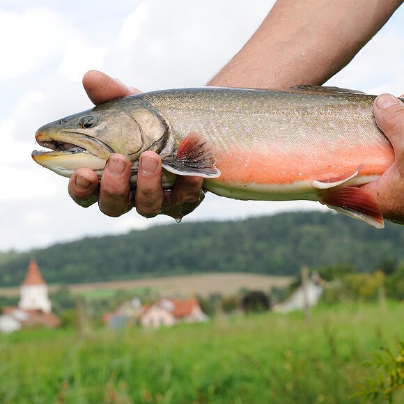 Frischer Fisch Schmidtner