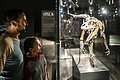 Dinosauriermuseum in Denkendorf Ein Vater mit Kind schauen sich einen kleinen ausgestellten Dinosaurier in einer Vitrine an.