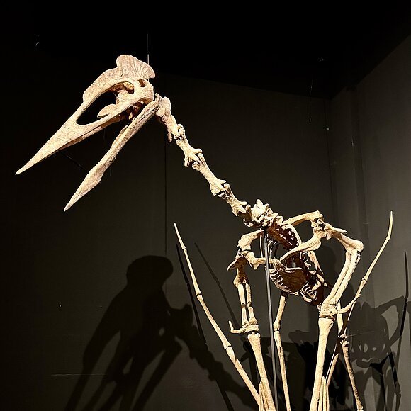 Dracula sitzend im Dinosauriermuseums Altmühltal Skelett eines großen Flugsauriers mit langem Schnabel und Eiern auf schwarzem Podest vor dunklem Hintergrund.