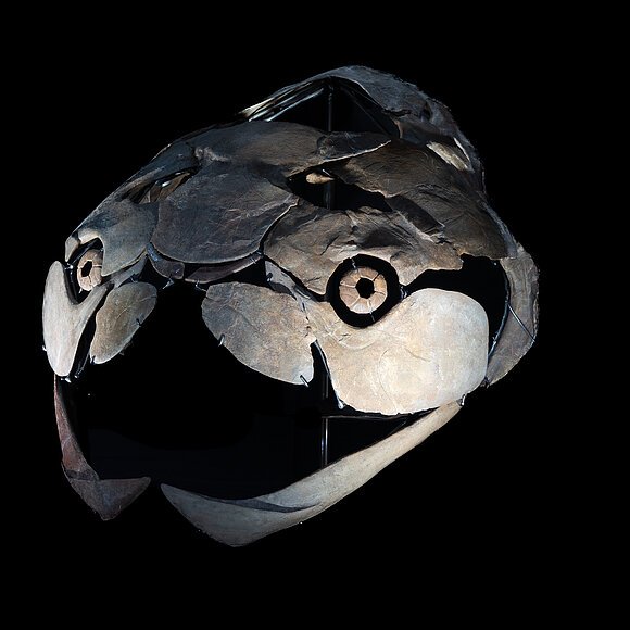 Titanichthys im Dinosauriermuseum Denkendorf Fossiler Schädel eines Panzerfisches mit großen Kieferplatten vor schwarzem Hintergrund.
